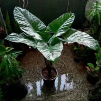 گل های آپارتمانی