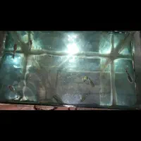 فروش ماهی گوپی تازه مولد شده