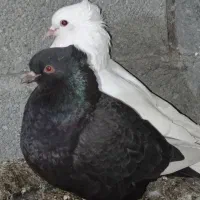 کبوتر