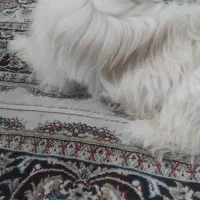 سک پشمالو|سگ|نسیم‌شهر, |دیوار