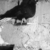 سلام دوستان