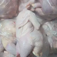 مرغ کشتار روز فله وتازه