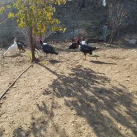 بوقلمون محلی|حیوانات مزرعه|بانه, |دیوار