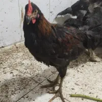 مرغ خروس محلی