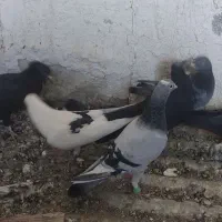 کفتر پلنگ|پرنده|زرند, |دیوار