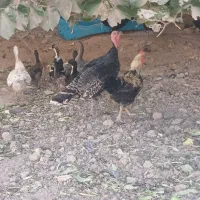 قاز اردک اسرائیلی بوقلمون اردک|حیوانات مزرعه|چهارباغ, |دیوار
