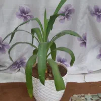 گل طبیعی زیبا خانگی