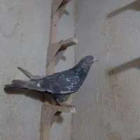 کفتر.|پرنده|شیراز, فخرآباد (دروازه کازرون)|دیوار