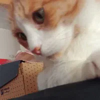 واگذاری موقت گربه|گربه|پرند, فاز ۶|دیوار