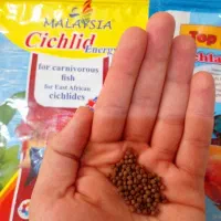 غذای ماهی زینتی رو آبی گلدفیش کوی سیچلاید اسکار و