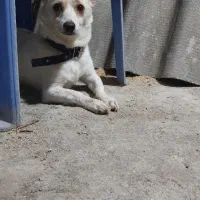 سگ اشپیتز آلمانی