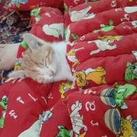 فروشی|گربه|مراغه, |دیوار