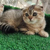 اسکاتیش فولد