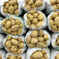 سیب زمینی سانتا سوپر لوکس ارگانیک صادراتی .