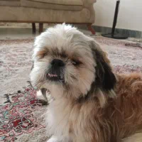 گمشده
