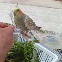 عروس هلندی گل باقالی