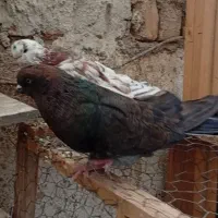کبوتر سرور جم