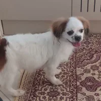 سگ شیتزو مالتیز ۶ ماهه