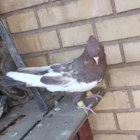 نروماده سینه