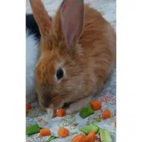 خرگوش چهار ماهه اهلی نر|موش و خرگوش|ارومیه, |دیوار