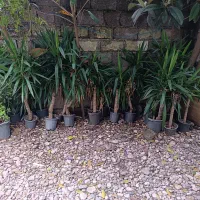 یوکا فروشی|گل و گیاه طبیعی|رامسر, |دیوار