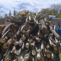 خریدار درخت خشک|خدمات باغبانی و درختکاری|سنندج, |دیوار