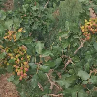 آب وباغ پسته وزمین زراعی پنبه وجوگندم
