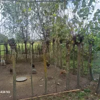 فروش خانه ویلایی ۹۰ متری ۲ خوابه در سعدی (تختی)|فروش خانه و ویلا|رشت, سعدی (تختی)|دیوار