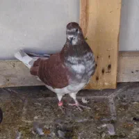 دو تا نوچه کفتر