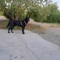 سگ شکاری مالینیوز بلک