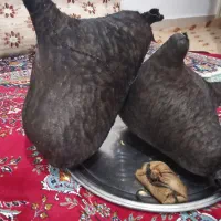 دو عدد هیزه نو|ظروف نگهدارنده، پلاستیکی، یک‌بارمصرف|نورآباد, |دیوار