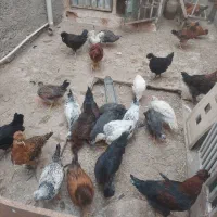مرغ و خروس نیمچه ۵ماهه