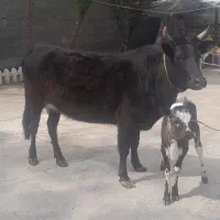 گاو با گوساله عروسک رحیم آبادی