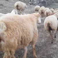 توغلی نر،نه از حاج محمد خریدم نه از عزیز علی|حیوانات مزرعه|انگوت, |دیوار