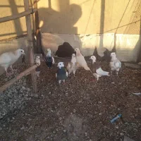 کفتر