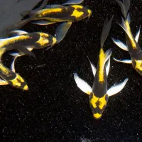 کوی مایان وارداتی