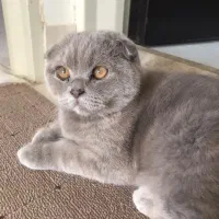 دختر اسکاتیش فلد|گربه|کاشان, شهرک امیرالمومنین|دیوار