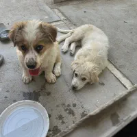 سگ گمشده