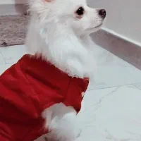 پامرانین روباهی