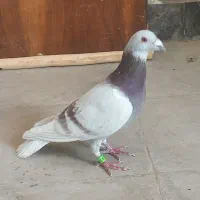 گلی دستگیری راهکشا