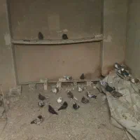 فروش|پرنده|برخوار, |دیوار