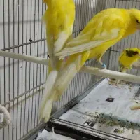 قنار رسمی بلند وردفاکتور وسرخ ودارچینی