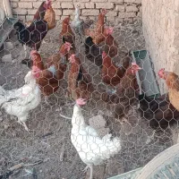 مرغ تخمگذار محلی|حیوانات مزرعه|بشاریات, |دیوار