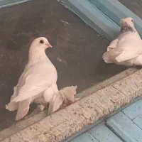 قرمز گوز لوتی نوک ریز|پرنده|سیه رود, |دیوار