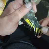 سهره نر|پرنده|پارسآباد, |دیوار