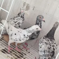 سرور پلاکی|پرنده|لامرد, |دیوار