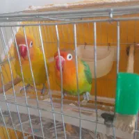 طوطی برزیلی مولد|پرنده|دهگلان, |دیوار