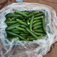 خیار درجه 1 صادراتی ضمانت کیفیت