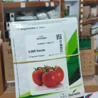 بذر گوجه فرنگی