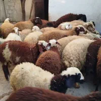 کاور پای پروار